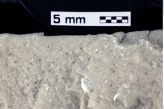 Foto (Detailansicht) von Decapoda indet. (NHMW-GEO-1990-0041-0035b)